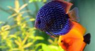 Animaux : poissons rouges ou tropicaux pour mon aquarium ?