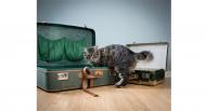Partir en vacances avec son chat