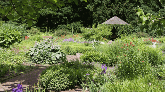 Au jardin, la tendance au laisser pousser