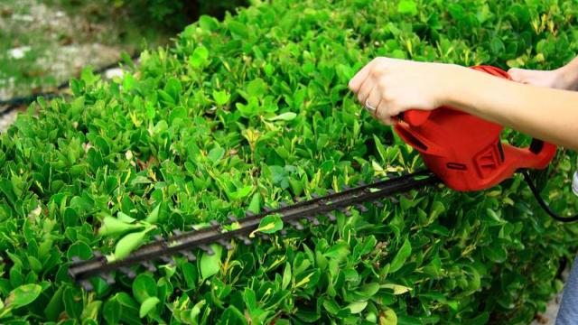 Jardin : la haie au carré ?