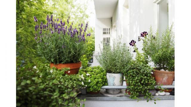 Comment aménager un balcon en hiver : fleurs et arbustes