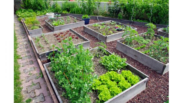 Comment profiter d'un petit potager ?