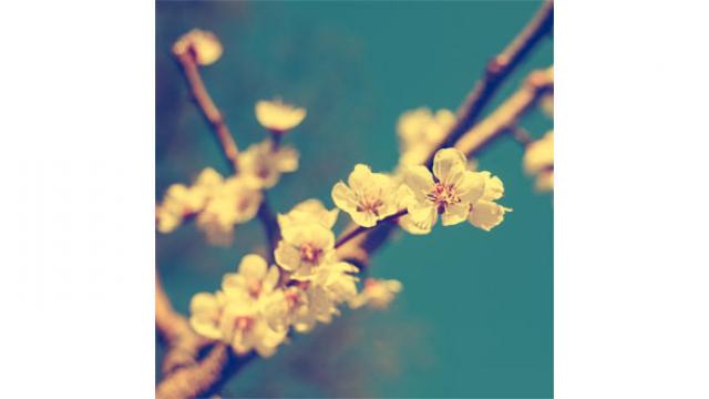 Tendance déco : le papier peint fleuri fait son retour