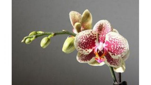 Comment bien s'occuper d'une orchidée ?