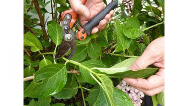 Jardin : Que planter au mois de février ?